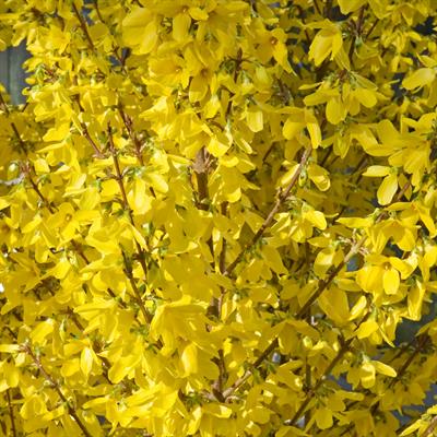 Forsythia intermedia
